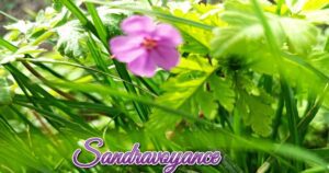 Lire la suite à propos de l’article Les plantes et l&rsquo;ésotérisme