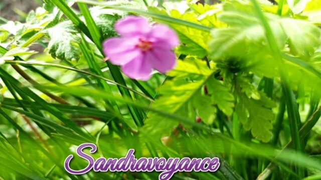 Les plantes et l&rsquo;ésotérisme
