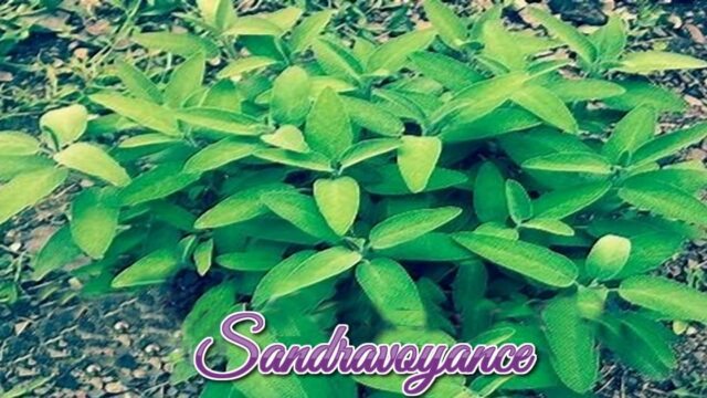La sauge
