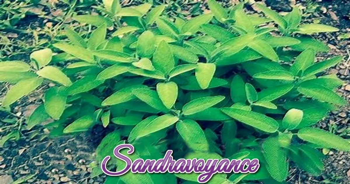You are currently viewing La sauge