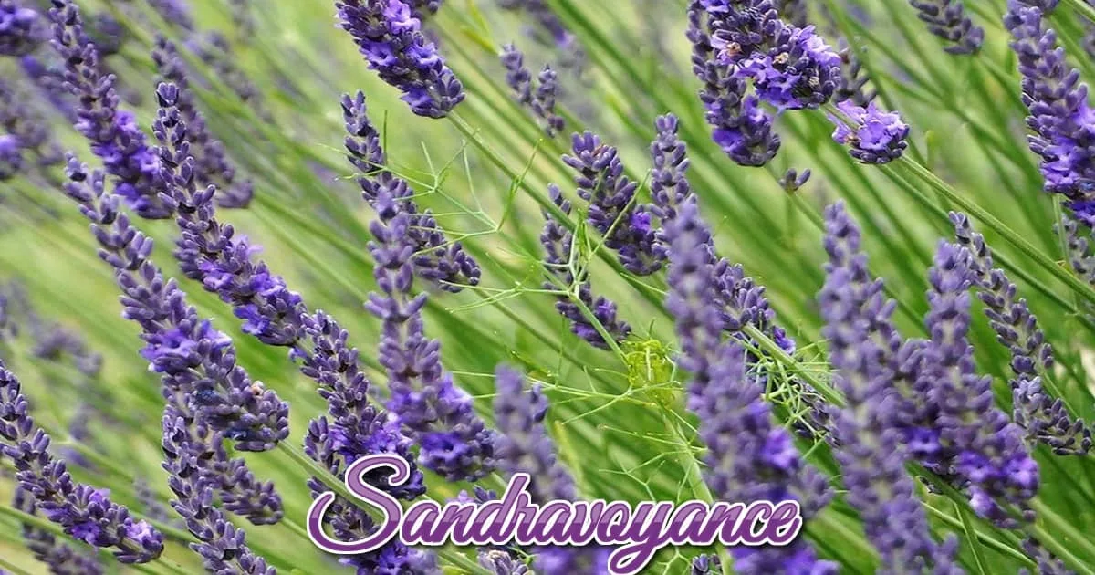 You are currently viewing La lavande
