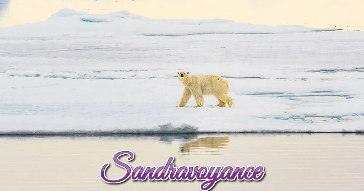 You are currently viewing L&rsquo;ours blanc en danger