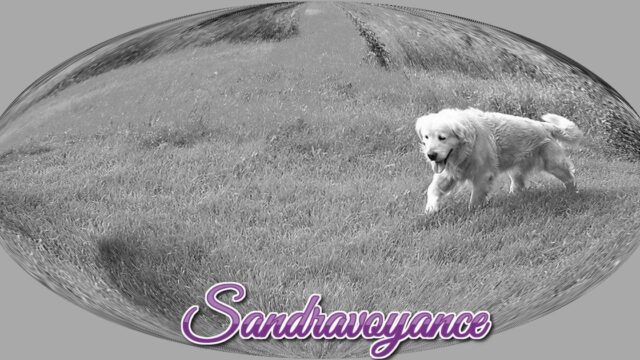 Ma chienne