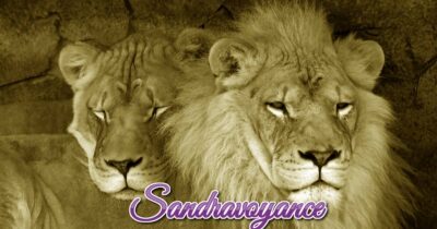 Lire la suite à propos de l’article Le lion en danger