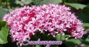 Lire la suite à propos de l’article Énergie du mois de septembre 2022