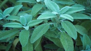 catégorie les plantes médicinales du blog sandravoyance